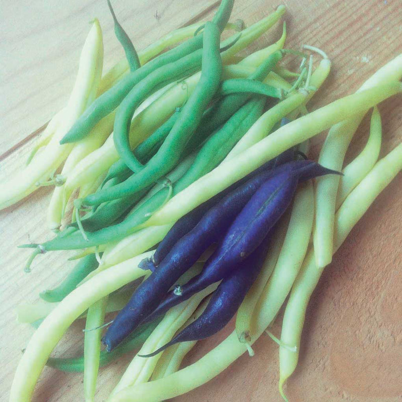 Rainbow Bean Mix - 375A