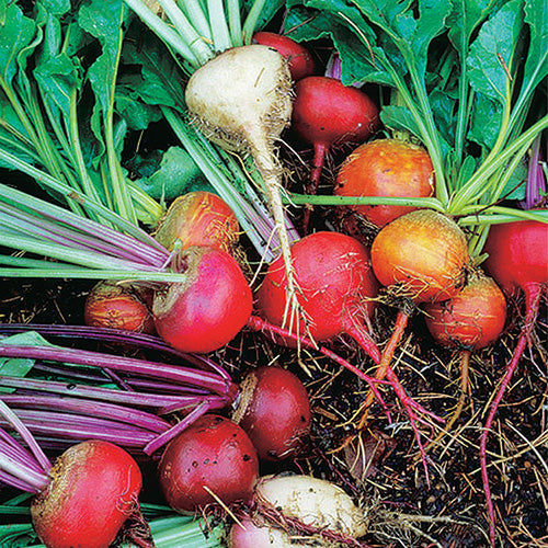 Rainbow Beet Mix