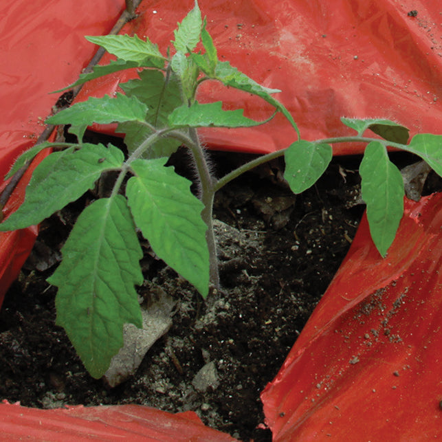 High Yield Tomato Mulch