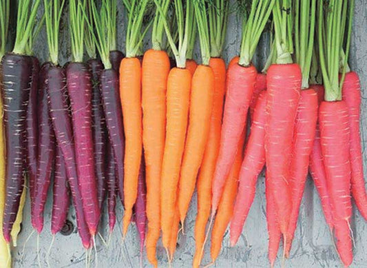 Rainbow Carrot Mix - 385A