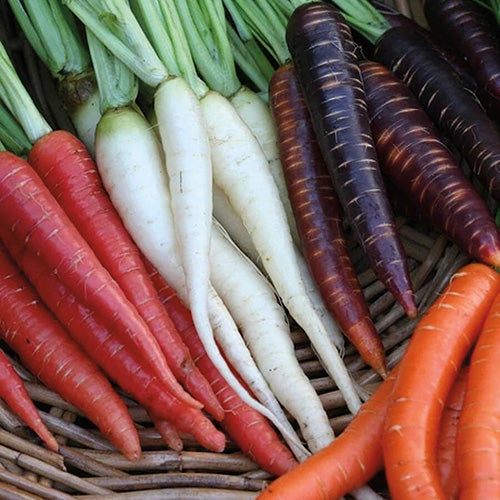 Rainbow Carrot Mix - 385A