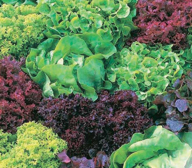Rainbow Baby Lettuce Mix - 390A