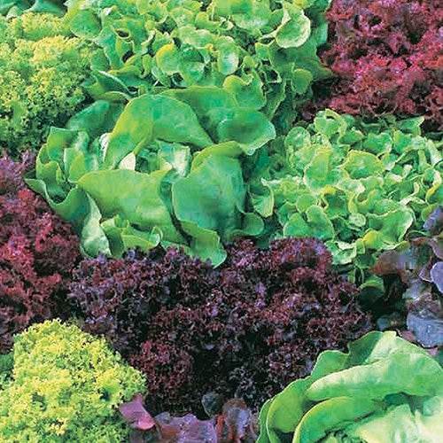 Rainbow Baby Lettuce Mix
