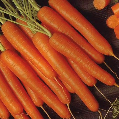 Carrot Bolero (75 Days)