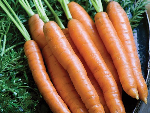 Carrot Mokum Baby (56 Days) - 405A