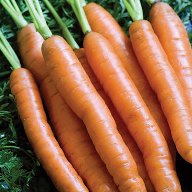 Carrot Mokum Baby (56 Days) - 405A