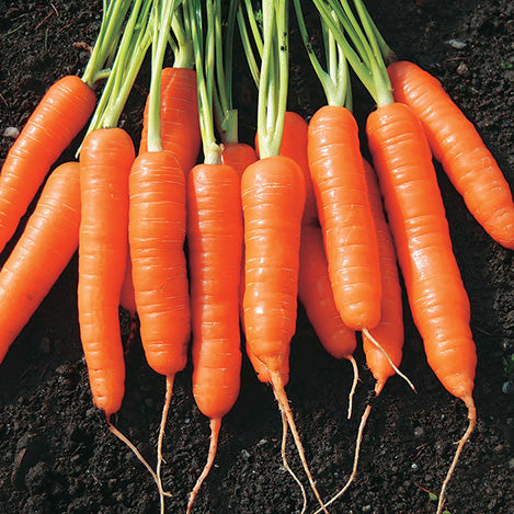 Carrots Baby Spike (55 Days) - 408A