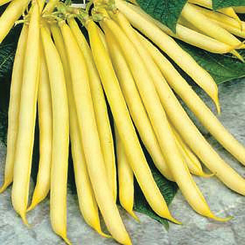 Bean Gold Rush (53 Days) - 40A