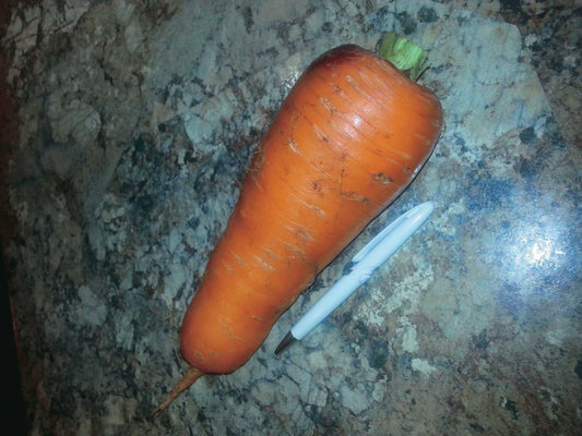 Carrot Kuroda (65 Days) - 410A