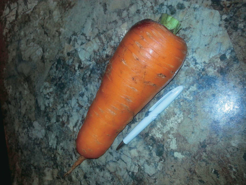 Carrot Kuroda (65 Days) - 410A