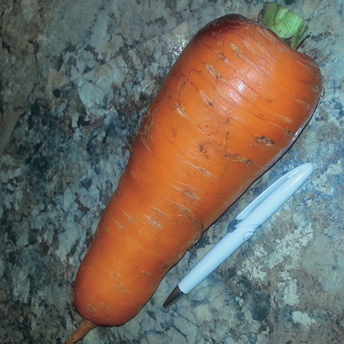 Carrot Kuroda (65 Days) - 410A