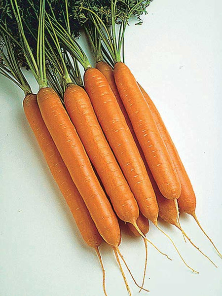 Carrots Sweetness Hybrid Seeds 62 Days | T&T Seeds