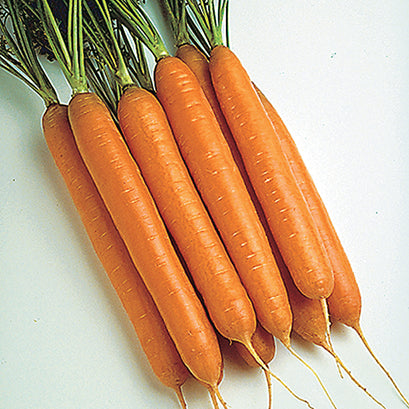 Carrots Sweetness Hybrid (62 Days) - 415A