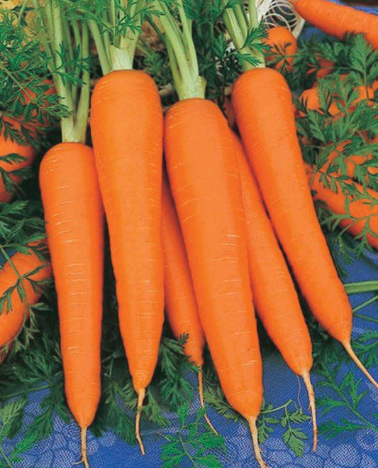 Carrots Royal Chantenay (65 Days) - 420A
