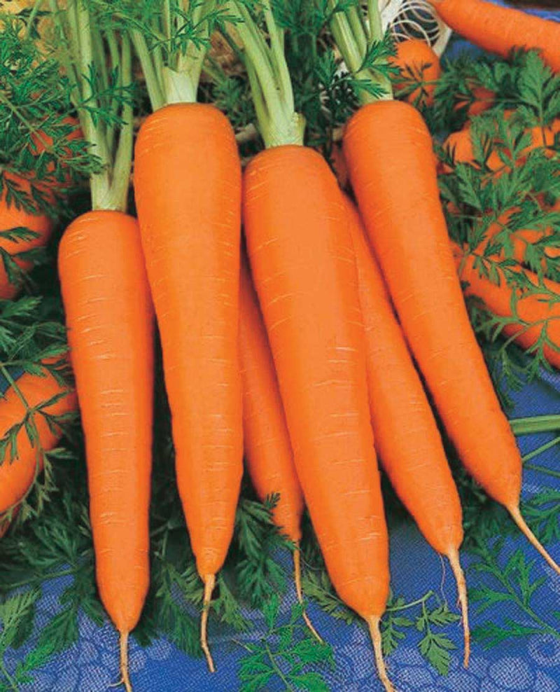 Carrots Royal Chantenay (65 Days) - 420A
