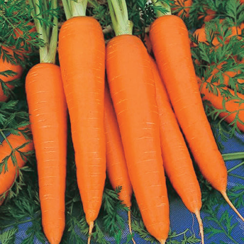 Carrots Royal Chantenay (65 Days) - 420A
