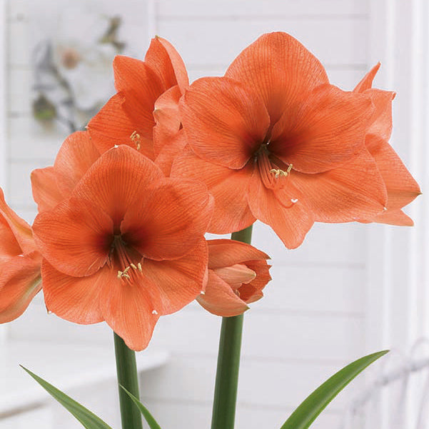 Amaryllis Naranja - 1 bulb