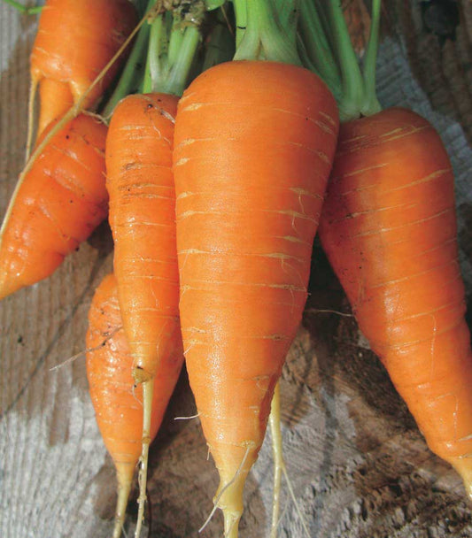 Carrots Danvers (68 Days) - 430A
