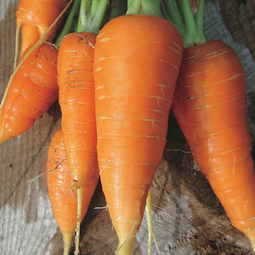 Carrots Danvers (68 Days) - 430A