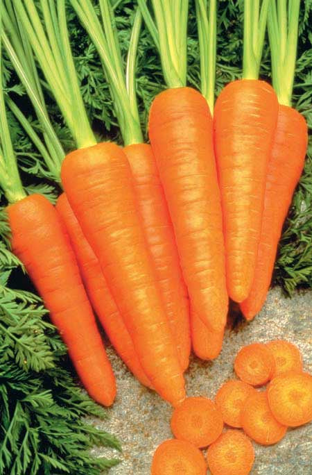 Carrots Healthmaster Hyb. (85 Days) - 435A