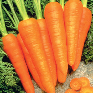 Carrots Healthmaster Hyb. (85 Days) - 435A