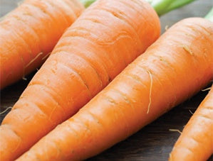 Carrots Nantes Scarlet (65 Days) - 440A
