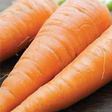 Carrots Nantes Scarlet (65 Days) - 440A