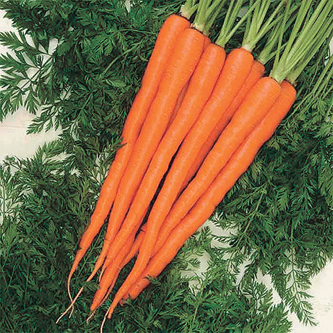 Carrot Triton (66 days) - 442A