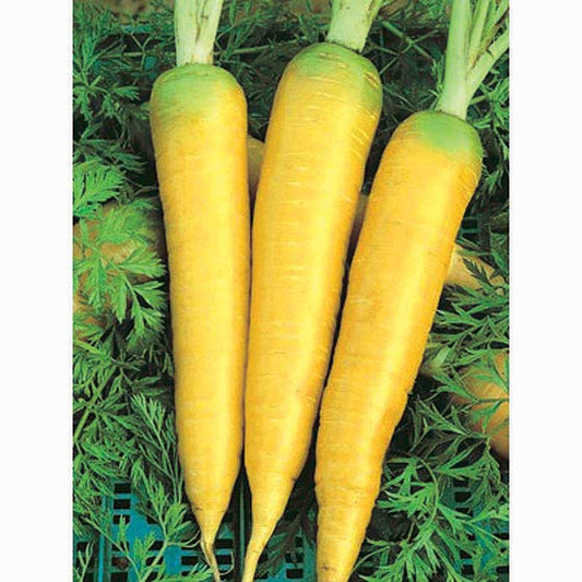 Carrot Solar Yellow (65 Days) - 444A