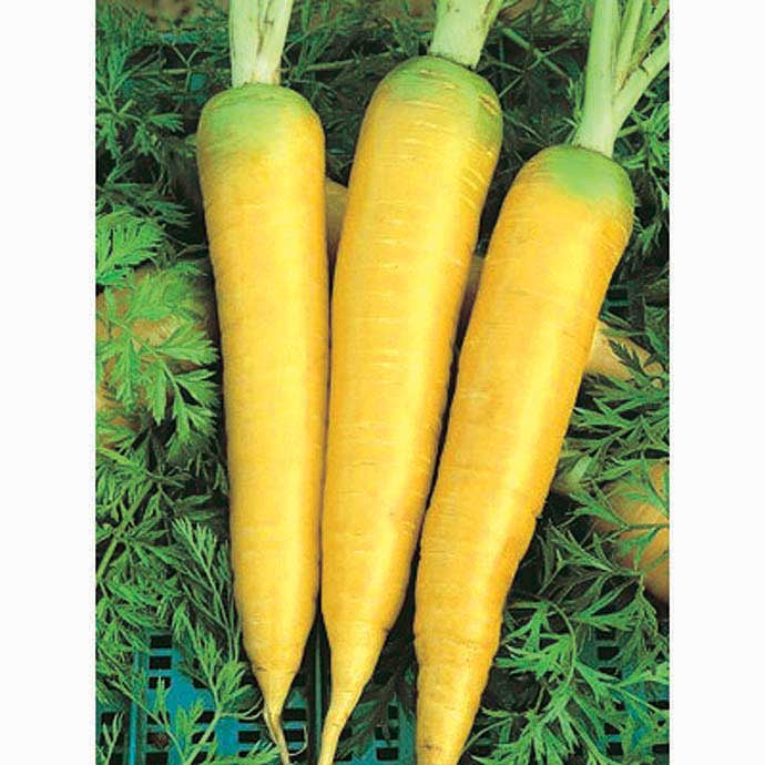 Carrot Solar Yellow (65 Days) - 444A