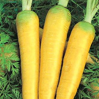 Carrot Solar Yellow (65 Days) - 444A