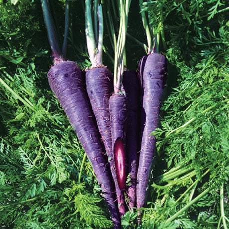 Carrot Purple Haze (70 Days) - 445A