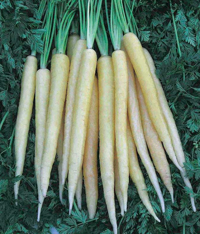 Carrot Luna White (75 Days) - 448A
