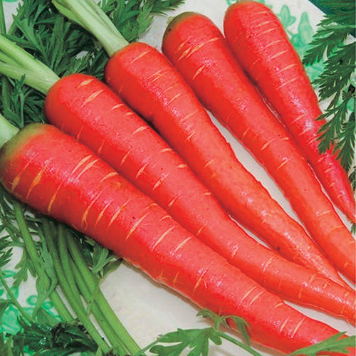 Carrot Atomic Red (65 Days) - 450A