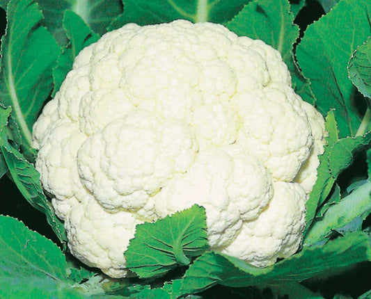 Cauliflower Majestic (55 Days) - 455A