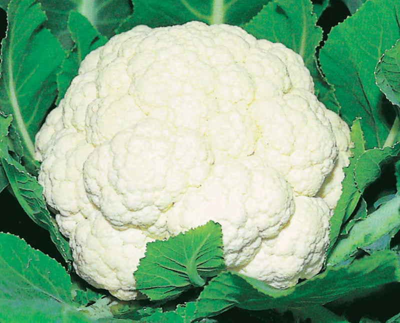 Cauliflower Majestic (55 Days) - 455A