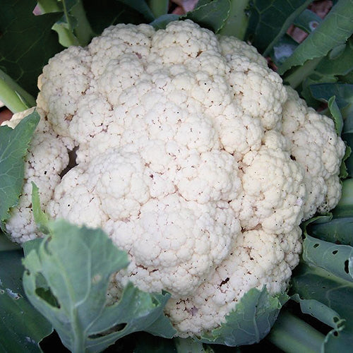 Cauliflower Majestic (55 Days) - 455A
