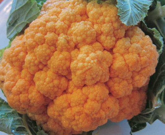 Cauliflower Cheddar (68 Days) - 460A