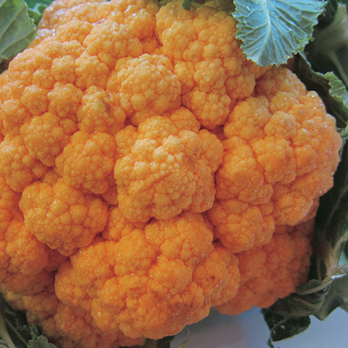 Cauliflower Cheddar (68 Days)