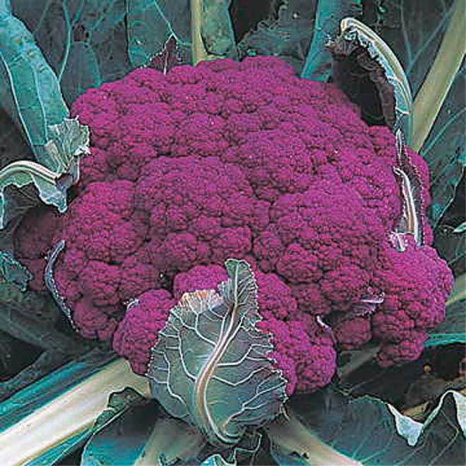 Depurple Hybrid (65 Days) - 465A