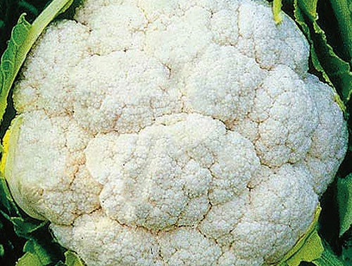 Cauliflower Amazing Hybrid (68 Days) - 466A