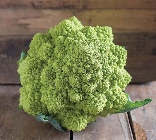 Cauliflower Puntoverde (78 Days) - 470A