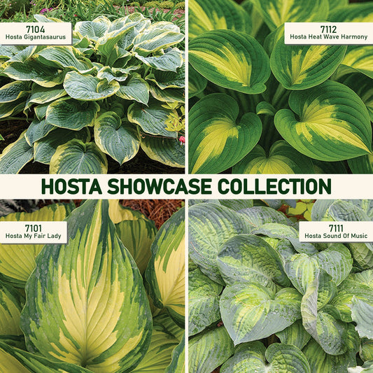 Hosta Showcase Collection