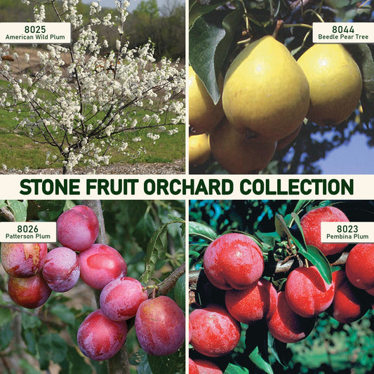 Stone Fruit Orchard Collection