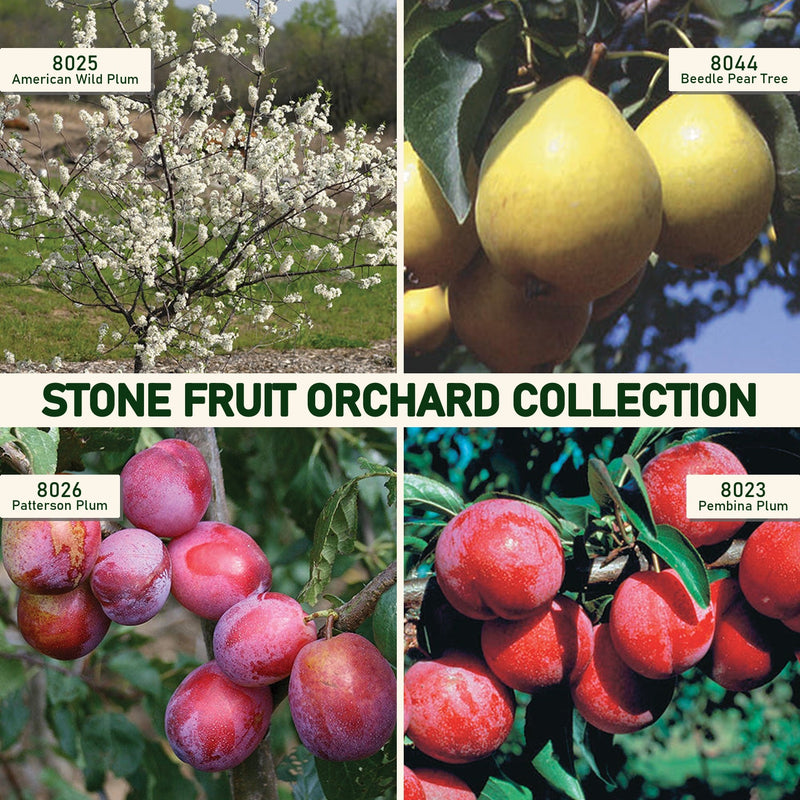 Stone Fruit Orchard Collection