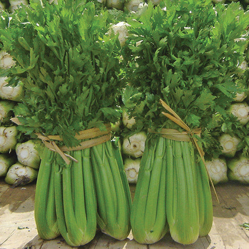 Celery Tango (90 Days) - 506A