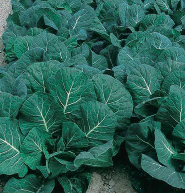 Collard Greens Flash (50 Days) - 507A