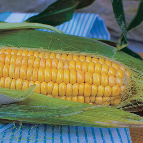 Corn Northern Extra Sweet Hybrid (62 Days) - 514A