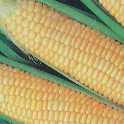 Maïs précoce extra sucré (70 jours)