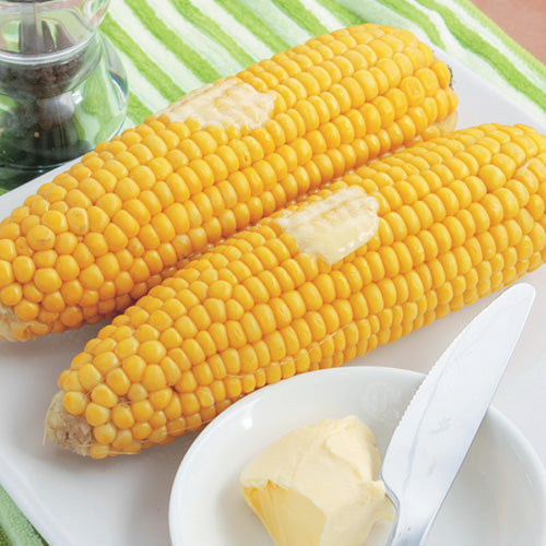 Corn Sunglow (63 Days)